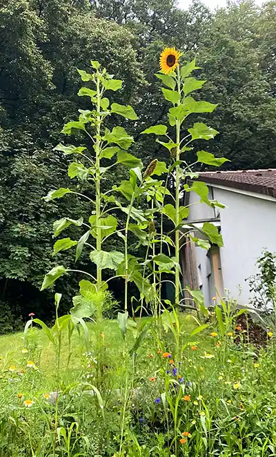 EJBL Aufnahme- und Clearinggruppe 2 Jugendliche Sonnenblumen 400